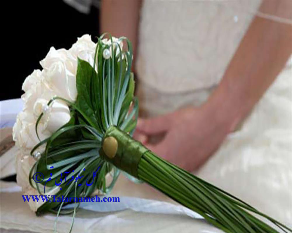 گل نیلوفر آبی قم