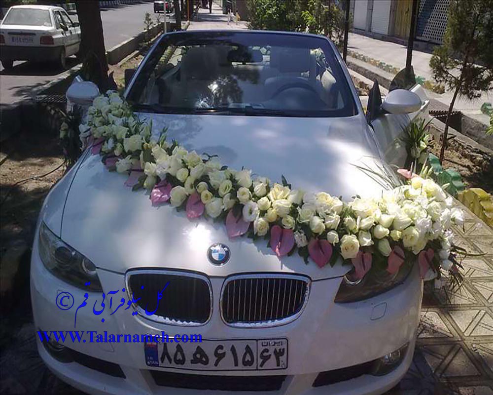 گل نیلوفر آبی قم