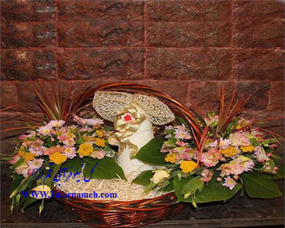 گل نیلوفر آبی قم